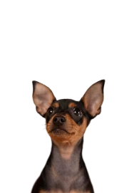 Chiwawa